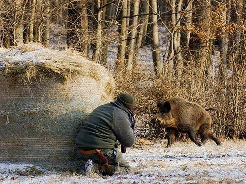 На кабана из засады